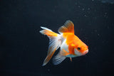 Ryukin Long Tail Red White 4.5 Inch (ID#1115Ry7a-6) Free2Day SHIPPING