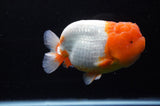 Jumbo Lionchu  Red White 5 Inch (ID#318R12a-106)