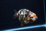 Milk Cow Ranchu  Calico 4 Inch (ID#0113R10c-100) Free2Day SHIPPING