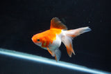 Ryukin Long Tail Red White 4.5 Inch (ID#1115Ry7a-6) Free2Day SHIPPING