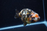 Milk Cow Ranchu  Calico 4 Inch (ID#0113R10c-100) Free2Day SHIPPING