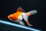 Ryukin Long Tail Red White 4.5 Inch (ID#1115Ry7a-6) Free2Day SHIPPING