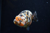 Milk Cow Ranchu  Calico 4 Inch (ID#0113R10c-100) Free2Day SHIPPING