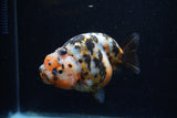 Milk Cow Ranchu  Calico 4 Inch (ID#0113R10c-100) Free2Day SHIPPING