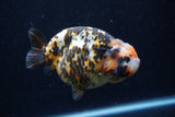 Milk Cow Ranchu  Calico 4 Inch (ID#0113R10c-100) Free2Day SHIPPING