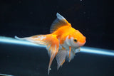 Ryukin Long Tail Red White 5 Inch (ID#1115Ry7a-7) Free2Day SHIPPING