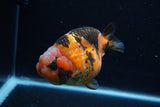 Milk Cow Ranchu  Calico 4.5 Inch (ID#0113R10c-101) Free2Day SHIPPING