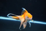 Ryukin Long Tail Red White 5 Inch (ID#1115Ry7a-7) Free2Day SHIPPING