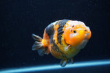 Milk Cow Ranchu  Calico 4.5 Inch (ID#0113R10c-101) Free2Day SHIPPING