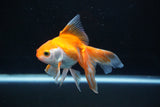 Ryukin Long Tail Red White 5 Inch (ID#1115Ry7a-7) Free2Day SHIPPING