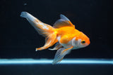 Ryukin Long Tail Red White 5 Inch (ID#1115Ry7a-7) Free2Day SHIPPING