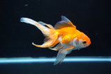 Ryukin Long Tail Red White 5 Inch (ID#1115Ry7a-7) Free2Day SHIPPING