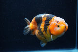 Milk Cow Ranchu  Calico 4.5 Inch (ID#0113R10c-101) Free2Day SHIPPING