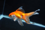 Ryukin Long Tail Red White 5 Inch (ID#1115Ry7a-7) Free2Day SHIPPING