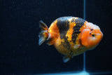 Milk Cow Ranchu  Calico 4.5 Inch (ID#0113R10c-101) Free2Day SHIPPING