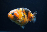 Milk Cow Ranchu  Calico 4.5 Inch (ID#0113R10c-101) Free2Day SHIPPING