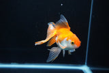 Ryukin Long Tail Red White 5 Inch (ID#1115Ry7a-7) Free2Day SHIPPING