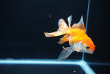 Ryukin Long Tail Red White 5 Inch (ID#1115Ry7a-7) Free2Day SHIPPING