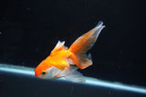 Ryukin Long Tail Red White 5 Inch (ID#1115Ry7a-7) Free2Day SHIPPING