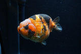 Milk Cow Ranchu  Calico 4.5 Inch (ID#0113R10c-101) Free2Day SHIPPING