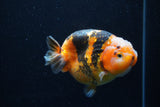 Milk Cow Ranchu  Calico 4.5 Inch (ID#0113R10c-101) Free2Day SHIPPING