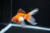 Ryukin Long Tail Red White 4.5 Inch (ID#1119Ry7a-1) Free2Day SHIPPING