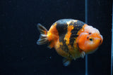 Milk Cow Ranchu  Calico 4.5 Inch (ID#0113R10c-101) Free2Day SHIPPING