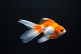 Ryukin Long Tail Red White 4.5 Inch (ID#1119Ry7a-1) Free2Day SHIPPING