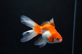 Ryukin Long Tail Red White 4.5 Inch (ID#1119Ry7a-1) Free2Day SHIPPING