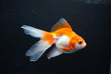 Ryukin Long Tail Red White 4.5 Inch (ID#1119Ry7a-1) Free2Day SHIPPING