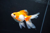 Ryukin Long Tail Red White 4.5 Inch (ID#1119Ry7a-1) Free2Day SHIPPING