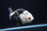 Milk Cow Ranchu  Calico 4.5 Inch (ID#0113R10c-102) Free2Day SHIPPING