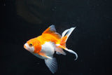 Ryukin Long Tail Red White 4.5 Inch (ID#1119Ry7a-1) Free2Day SHIPPING