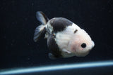 Milk Cow Ranchu  Calico 4.5 Inch (ID#0113R10c-102) Free2Day SHIPPING