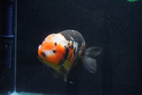 Jumbo Ranchu  Calico 5.5 Inch (ID#1025R10a-94)