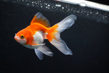 Ryukin Long Tail Red White 4.5 Inch (ID#1119Ry7a-1) Free2Day SHIPPING