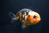 Jumbo Ranchu  Calico 5.5 Inch (ID#1025R10a-94)