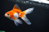 Ryukin Long Tail Red White 4.5 Inch (ID#1119Ry7a-1) Free2Day SHIPPING