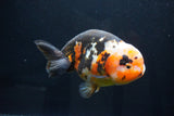 Jumbo Ranchu  Calico 5.5 Inch (ID#1025R10a-94)