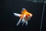 Ryukin Long Tail Red White 4.5 Inch (ID#1119Ry7a-1) Free2Day SHIPPING