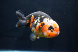 Jumbo Ranchu  Calico 5.5 Inch (ID#1025R10a-94)