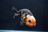 Jumbo Ranchu  Calico 5.5 Inch (ID#1025R10a-94)