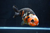 Jumbo Ranchu  Calico 5.5 Inch (ID#1025R10a-94)