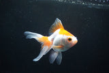 Ryukin Long Tail Red White 4.5 Inch (ID#1119Ry7a-2) Free2Day SHIPPING