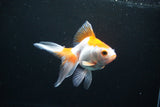 Ryukin Long Tail Red White 4.5 Inch (ID#1119Ry7a-2) Free2Day SHIPPING