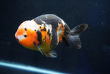 Jumbo Ranchu  Calico 5.5 Inch (ID#1025R10a-94)