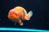 Lionchu  Red White 4.5 Inch (ID#418R12b-114)
