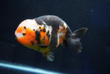 Jumbo Ranchu  Calico 5.5 Inch (ID#1025R10a-94)