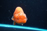 Lionchu  Red White 4.5 Inch (ID#418R12b-114)