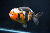 Jumbo Ranchu  Calico 5.5 Inch (ID#1025R10a-94)